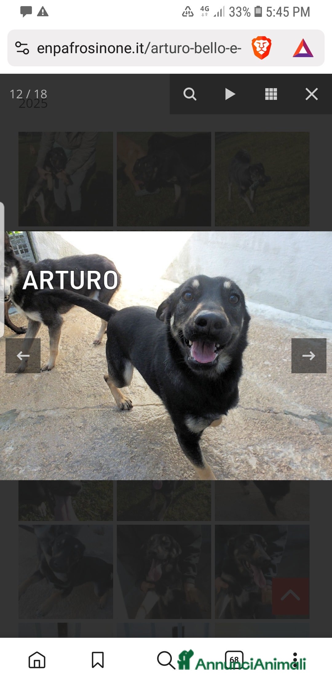 Meticcio cani ADOZ.DEL CUORE: bello,socievole, abbandonato 1mese - Annuncio 1