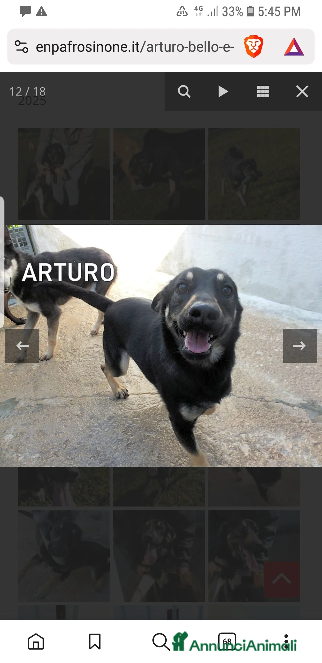 Meticcio cani in regalo: ADOZ.DEL CUORE: bello,socievole, abbandonato 1mese - Annuncio 1