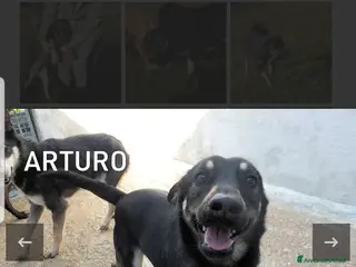 Meticcio cani ADOZ.DEL CUORE: bello,socievole, abbandonato 1mese - Annuncio 37