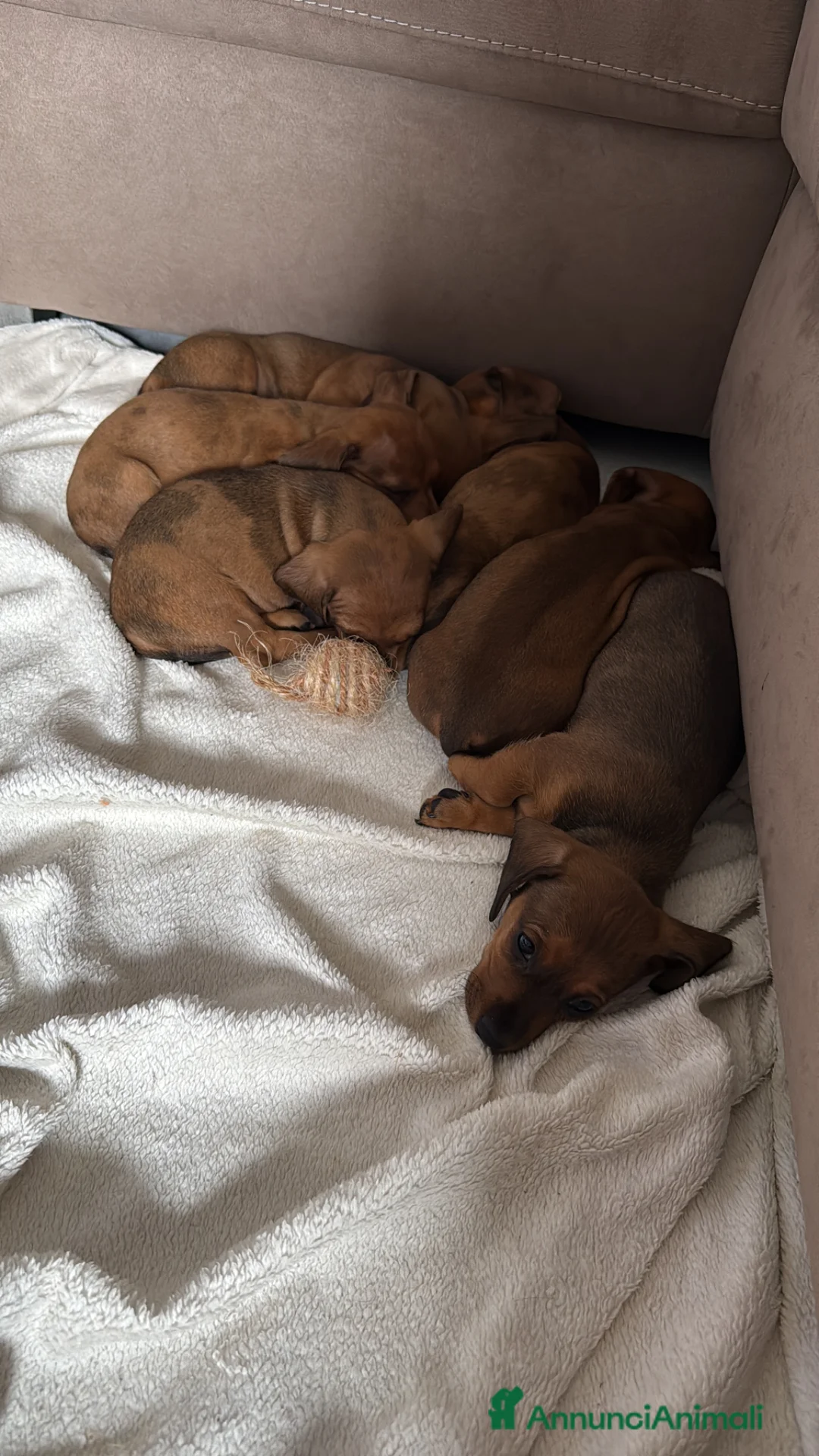 Bassotto cani in vendita: Cuccioli di bassotto nano/kaninchen a Provincia di Monza e della Brianza - Annuncio 2