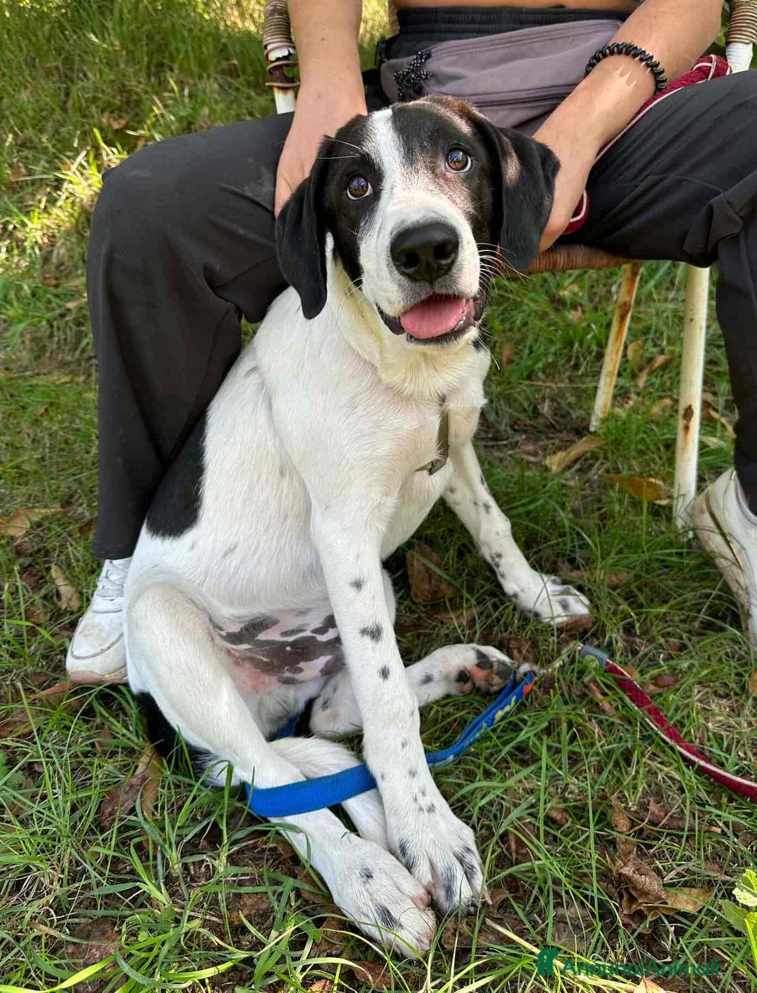 Meticcio cani in regalo: 4 CUCCIOLI simpaticissimi a macchiette! - Annuncio 9