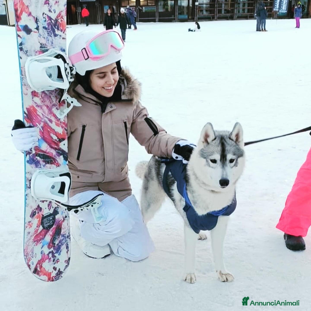 Husky cani per accoppiamento: Husky Siberiano con pedigree cerca fidanzata - Annuncio 4