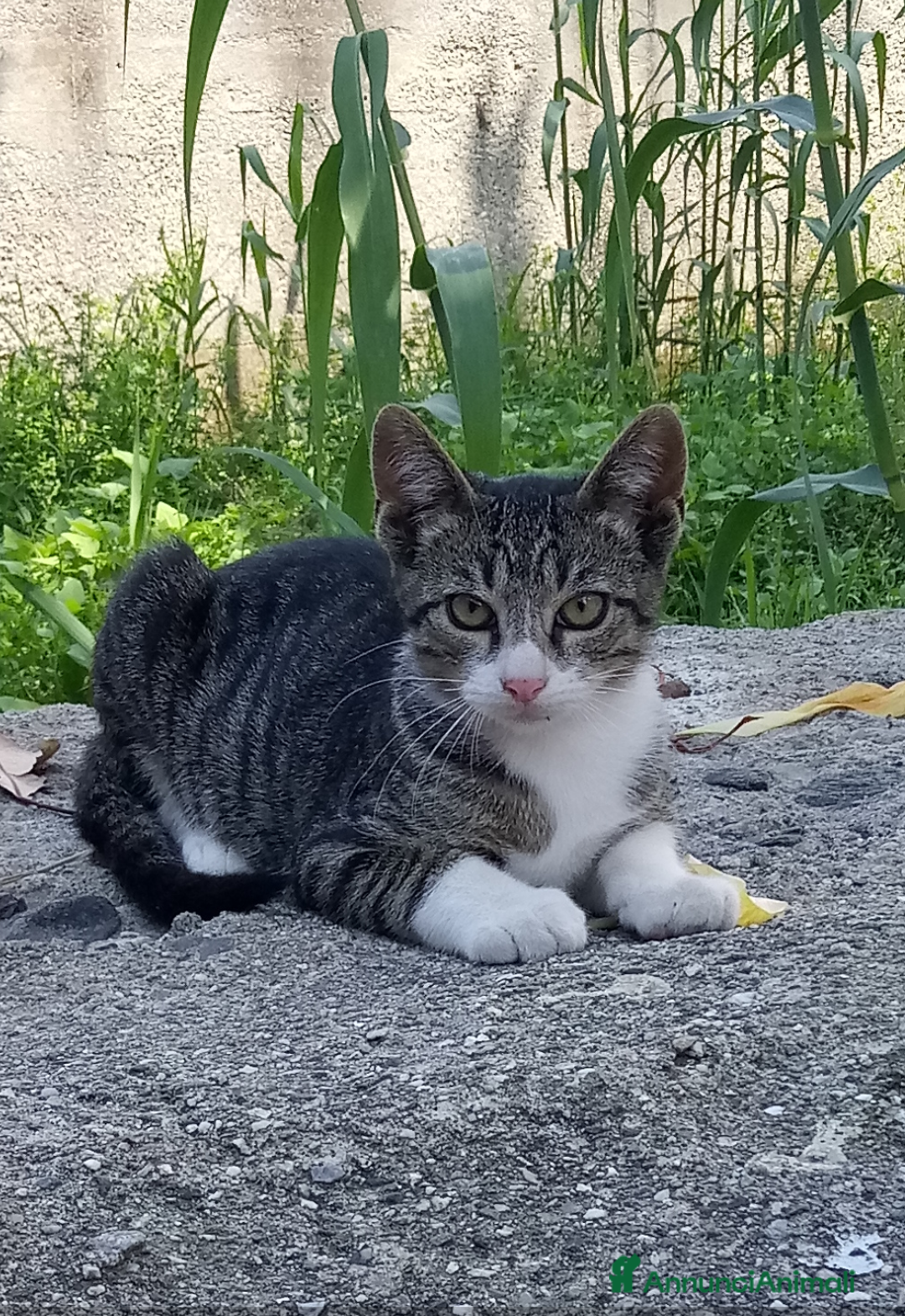 Europeo gatti in regalo: Gattini nati in casa - Annuncio 1