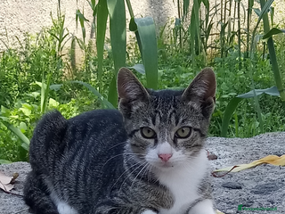 Europeo gatti Gattini nati in casa - Annuncio 1