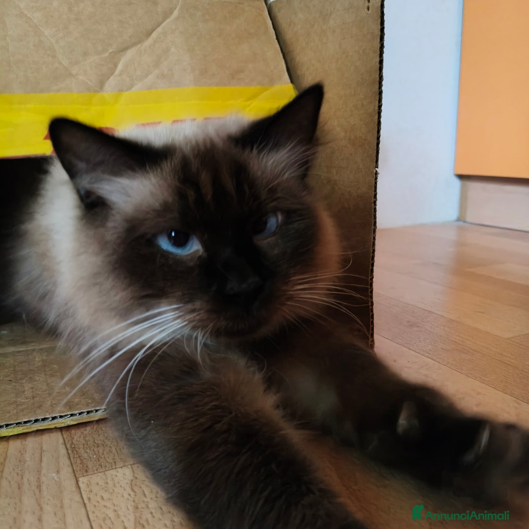 Siamese gatti in regalo: NARCISSA cerca casa ❤️ - Annuncio 7
