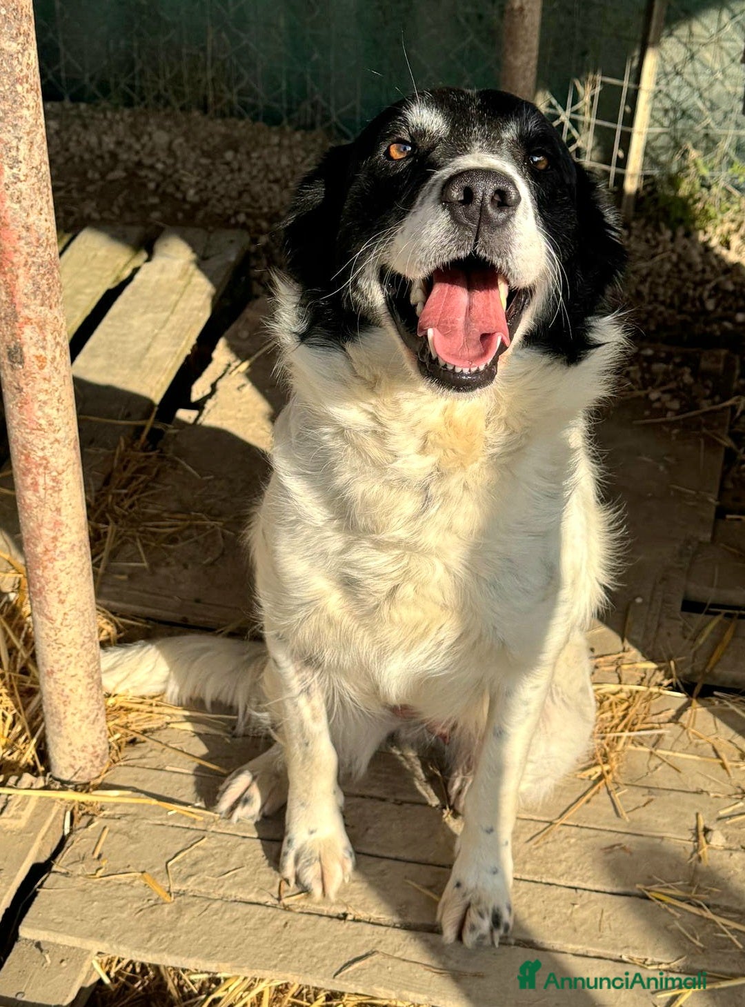 Meticcio cani in regalo: Tessa 2 anni Taglia media  - Annuncio 4