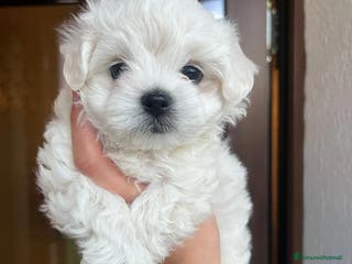 Maltese cani Cuccioli di maltese - Annuncio 1