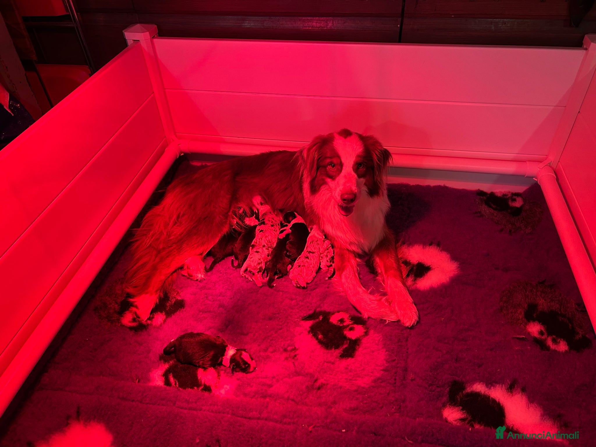 Australian Shepherd cani Cuccioli Australian Shepherd - Annuncio 3