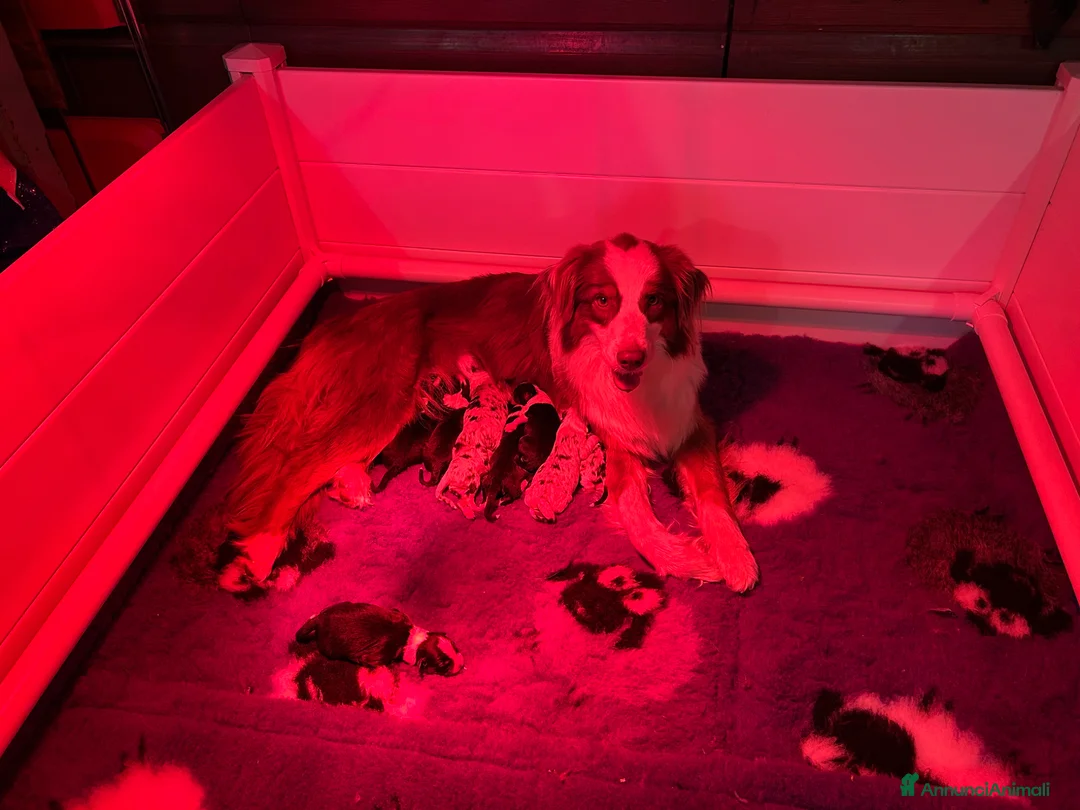 Australian Shepherd cani in vendita: Cuccioli Australian Shepherd - Annuncio 1