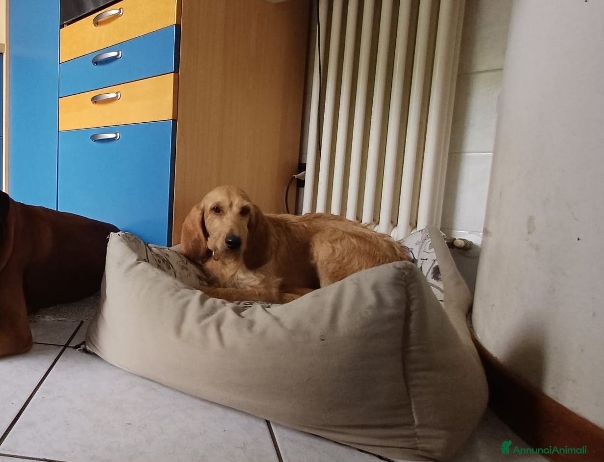 Meticcio cani Flora, simil segugio!  - Annuncio 32