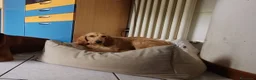 Meticcio cani in regalo: Flora, simil segugio!  - Annuncio 5