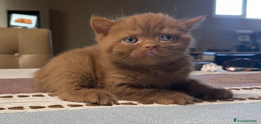 Immagine della galleria {{count}}