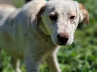 Meticcio cani YAGO ASPETTA UNA MAMMA - Annuncio 31