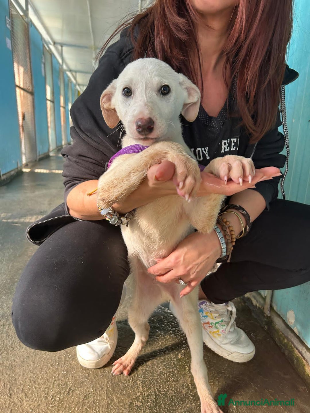 Altre razze cani in regalo: TOTÒ, NANNI, SANDRO, GAS E ROBIN, - Annuncio 4