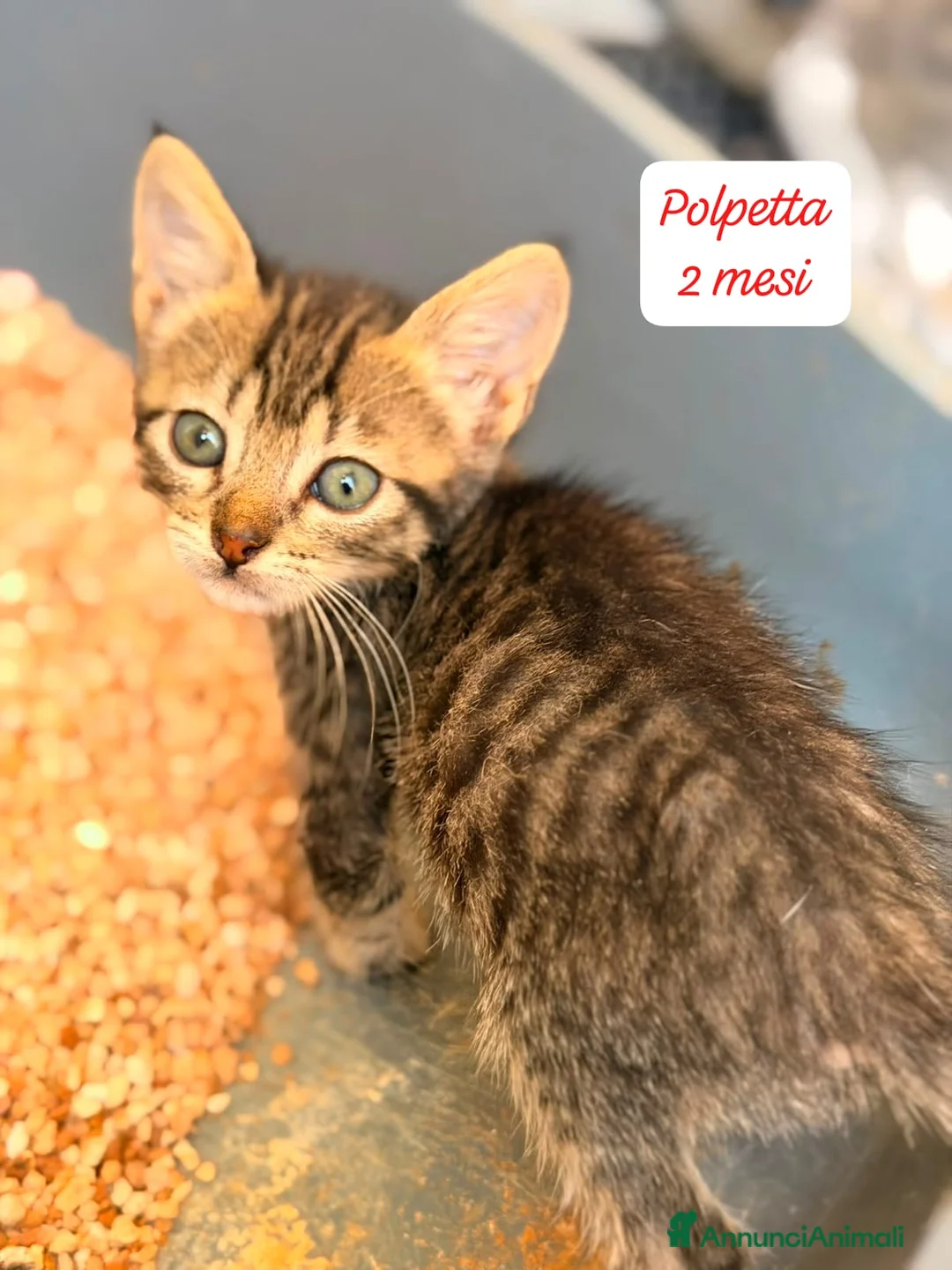 Altre razze gatti in regalo: Gattini destinati alla colonia  a Provincia di Ferrara - Annuncio 10