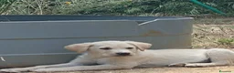 Meticcio cani in regalo: Cuccioli Borador mix Border e Labrador  - Annuncio 3