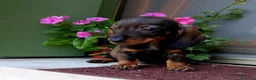 Bassotto cani in vendita: Bassotto pelo corto femmina con pedigree  - Annuncio 8