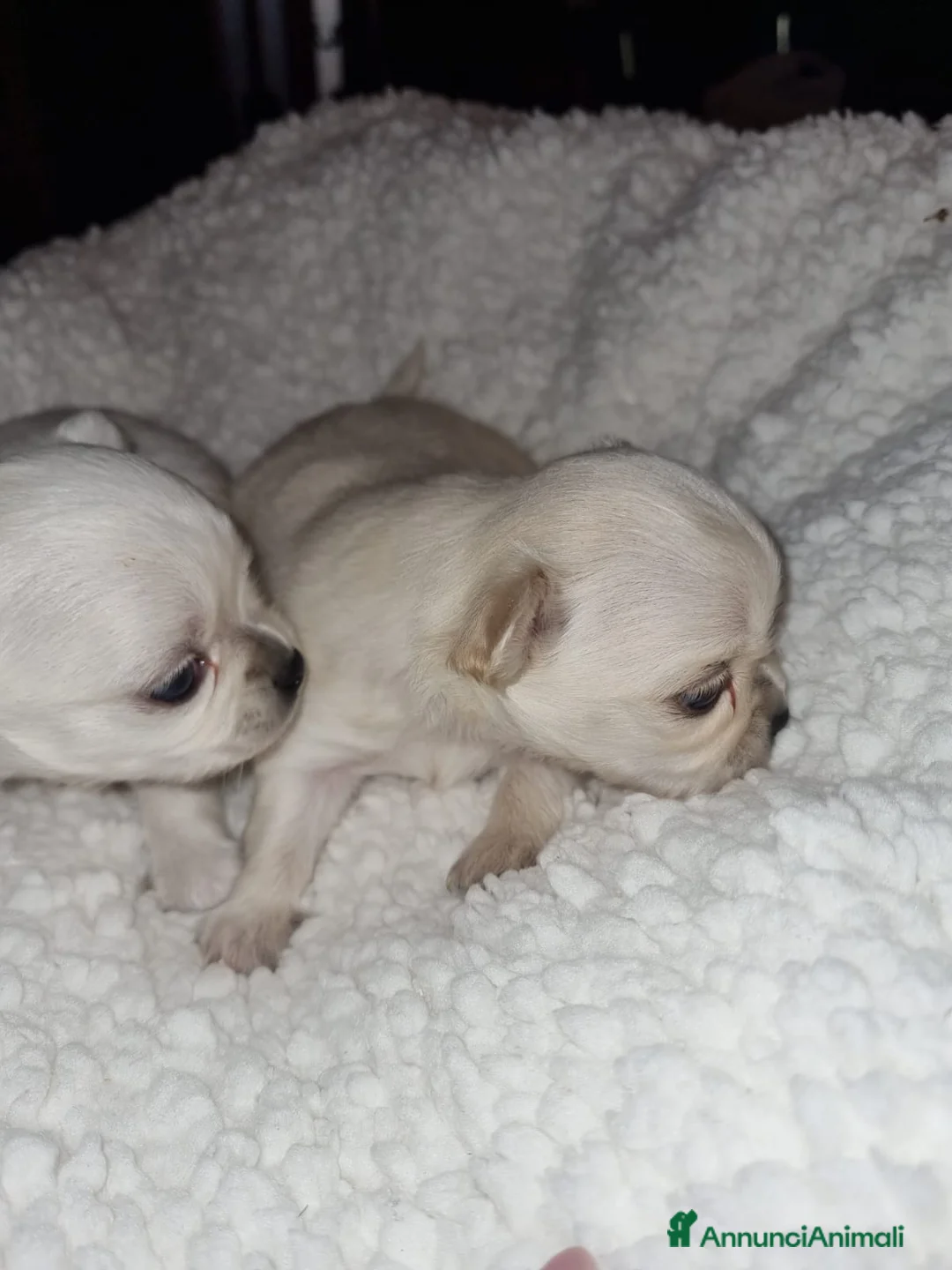 Chihuahua cani in vendita: Cuccioli chiuhauha PURI toy - Annuncio 10