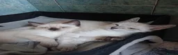 Europeo gatti in regalo: Fratellini meravigliosi  - Annuncio 3