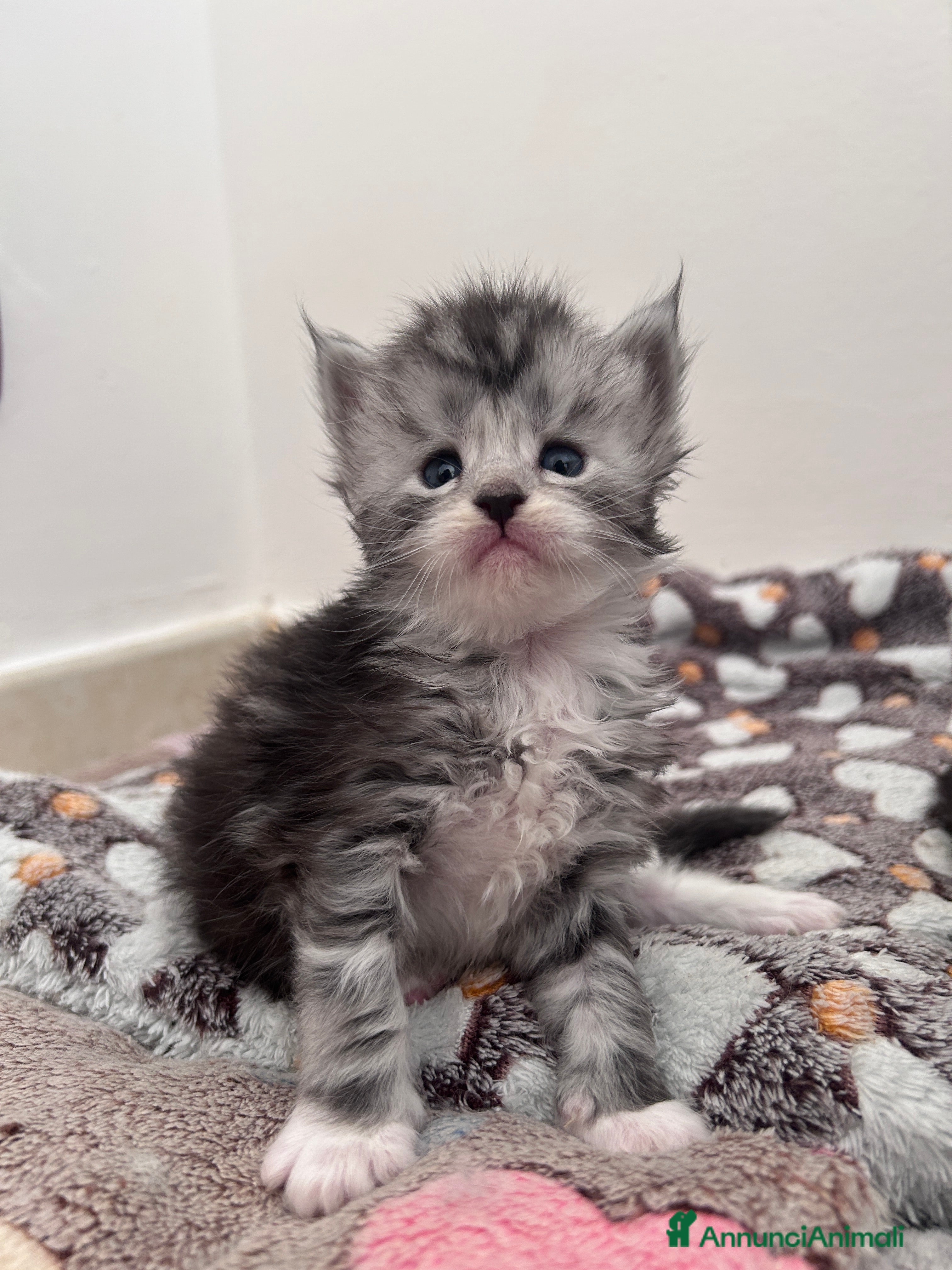 Maine Coon gatti Cuccioli Maine Coon - Annuncio 2