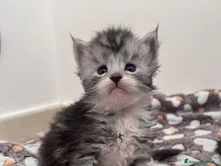 Maine Coon gatti Cuccioli Maine Coon - Annuncio 2