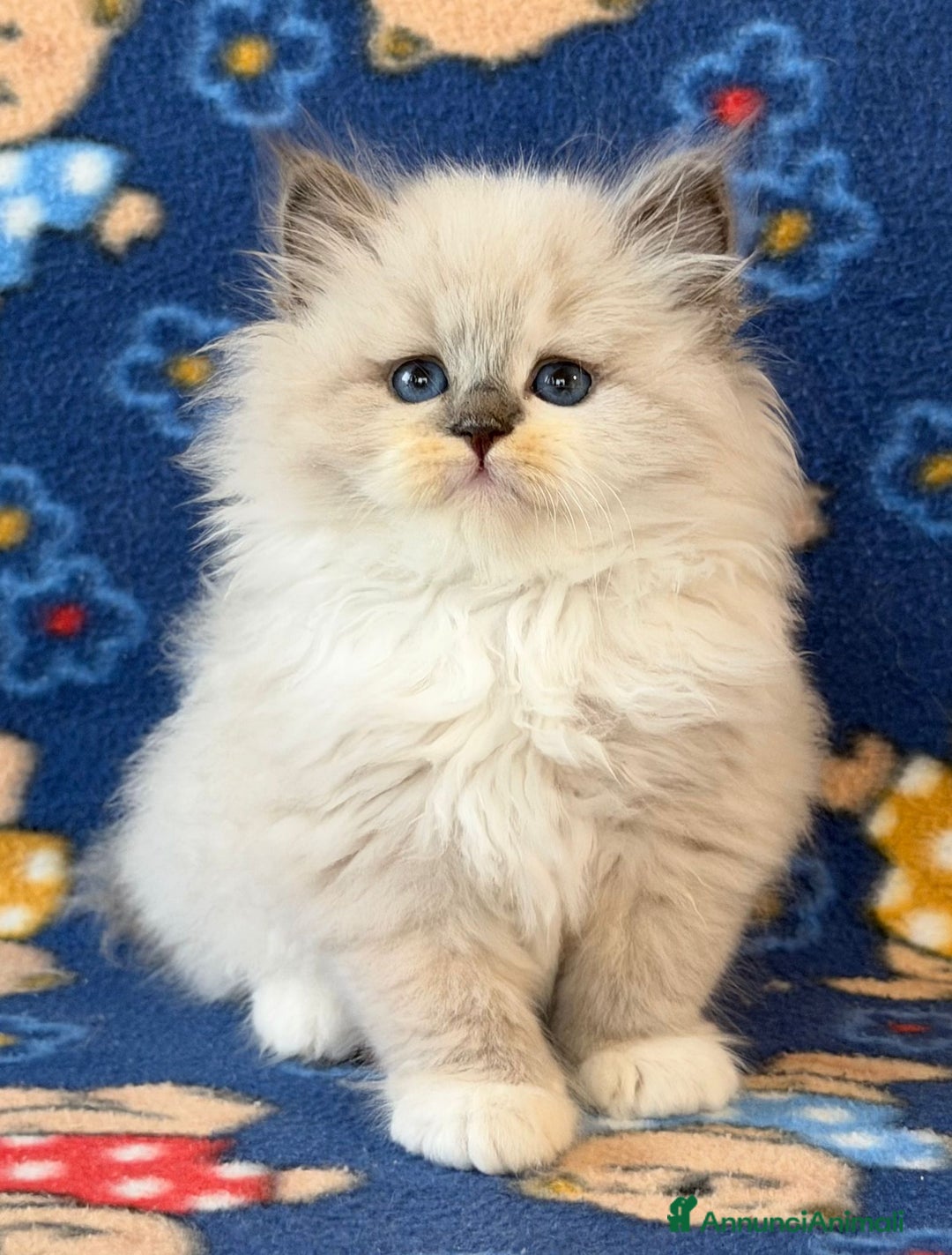 Siberiano gatti in vendita: Gatto siberiano  - Annuncio 2