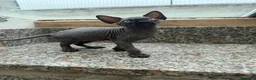 Sphynx gatti in vendita: Gatti sphynx - Annuncio 3