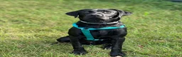 Labrador cani per accoppiamento: Labrador retriever "americano" per accoppiamento  - Annuncio 3