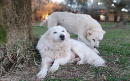 Pastore Maremmano cani in regalo: RINO, batuffolo tutto pelo e dolcezza - Immagine 5