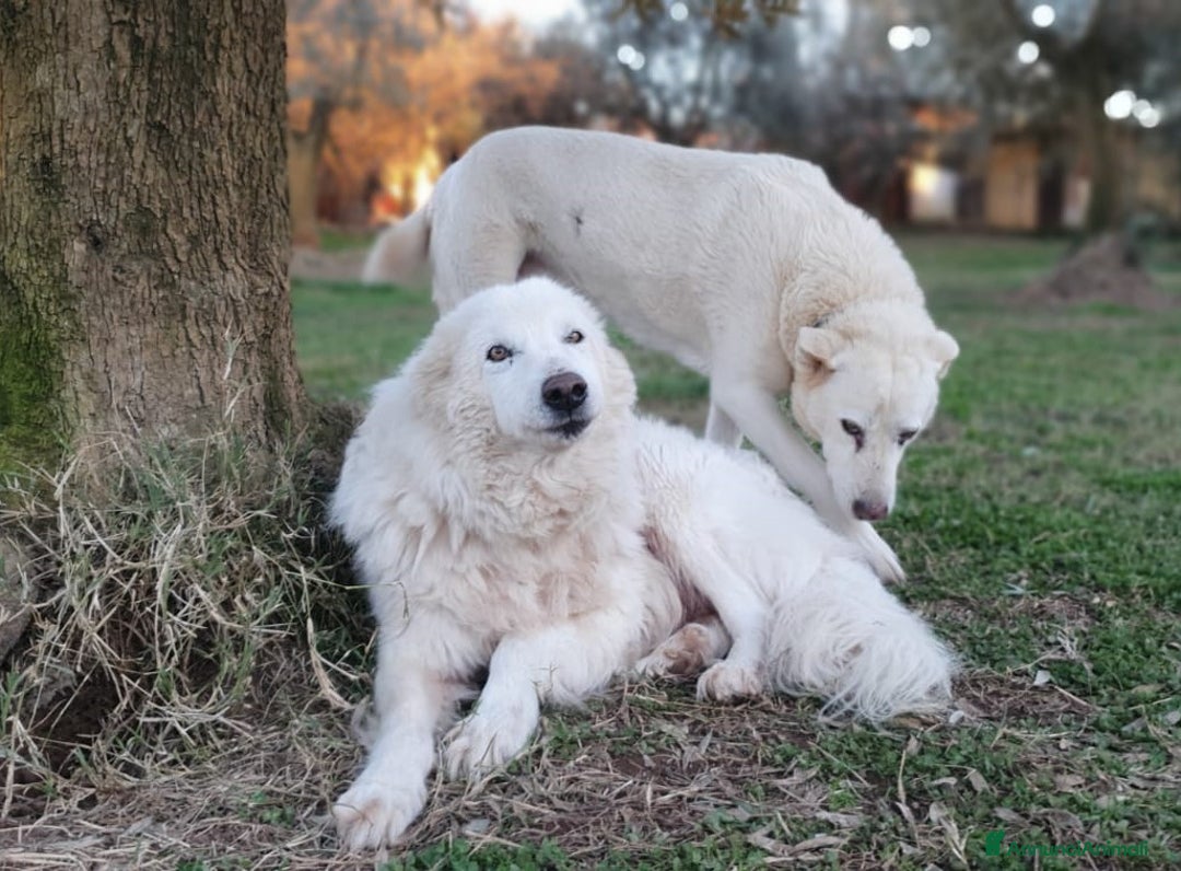 Pastore Maremmano cani in regalo: RINO, batuffolo tutto pelo e dolcezza - Immagine 5