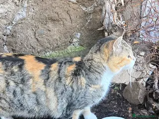 Europeo gatti STELLA ADOZIONE URGENTE - Annuncio 5