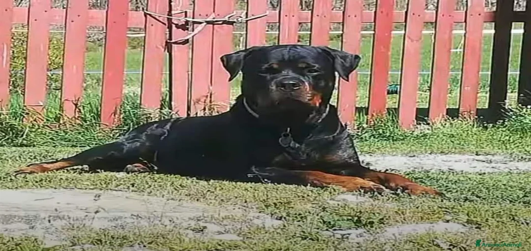 Immagine della galleria {{count}}