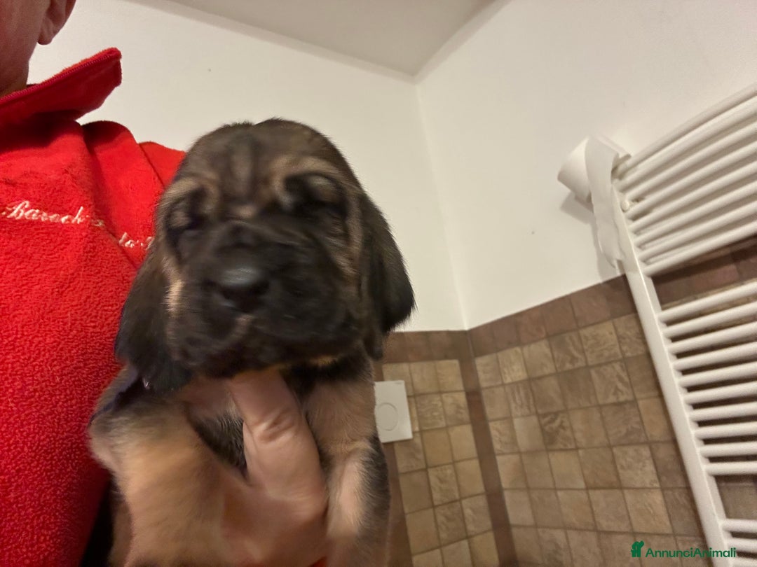 Bloodhound cani in vendita: Cuccioli Bloodhound-Chien de St. Hubert - Annuncio 7