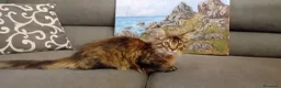 Maine Coon gatti in vendita: Cucciola Maine Coon - Annuncio 3