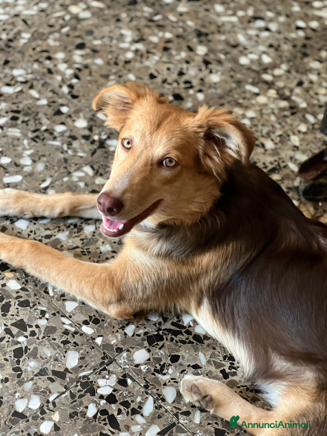 Meticcio cani in regalo: Cucciolo di 8 mesi - Immagine 3