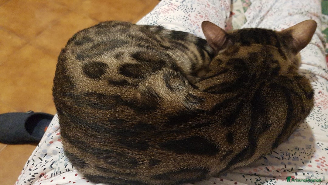 Bengala gatti in vendita: dolcissimi cuccioli di Bengala con pedigree  - Annuncio 14