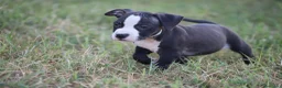 Pitbull cani in vendita: Cuccioli Pit Bull con pedigree anche a rate - Annuncio 40