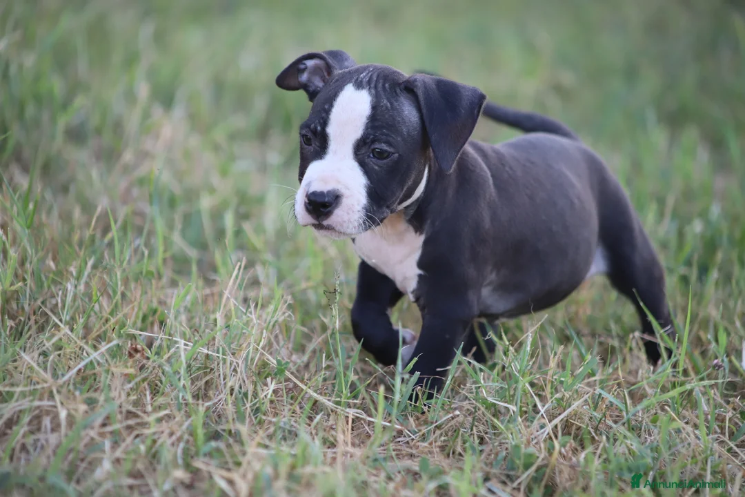 Pitbull cani in vendita: Cuccioli Pit Bull con pedigree anche a rate - Annuncio 40