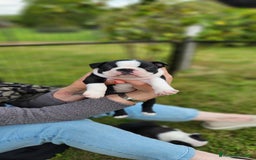 Boston Terrier cani in vendita: Cuccioli Boston Terrier a Città Metropolitana di Torino - Immagine 4