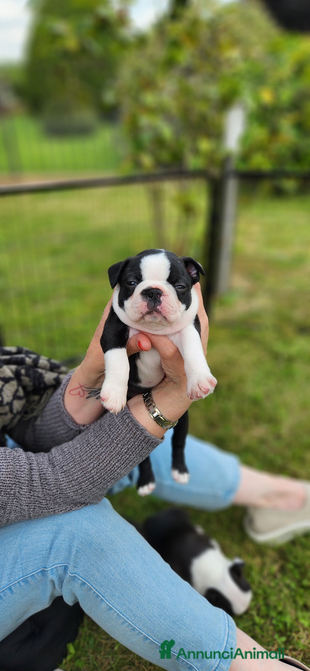 Boston Terrier cani in vendita: Cuccioli Boston Terrier a Città Metropolitana di Torino - Immagine 4
