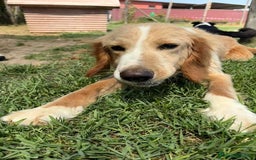 Golden Retriever cani in regalo: BRUCE, cucciolone simil goden  a Provincia di Latina - Immagine 2