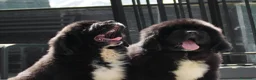 Terranova cani in vendita: CUCCIOLI TERRANOVA NERI a Valle d'Aosta - Annuncio 8