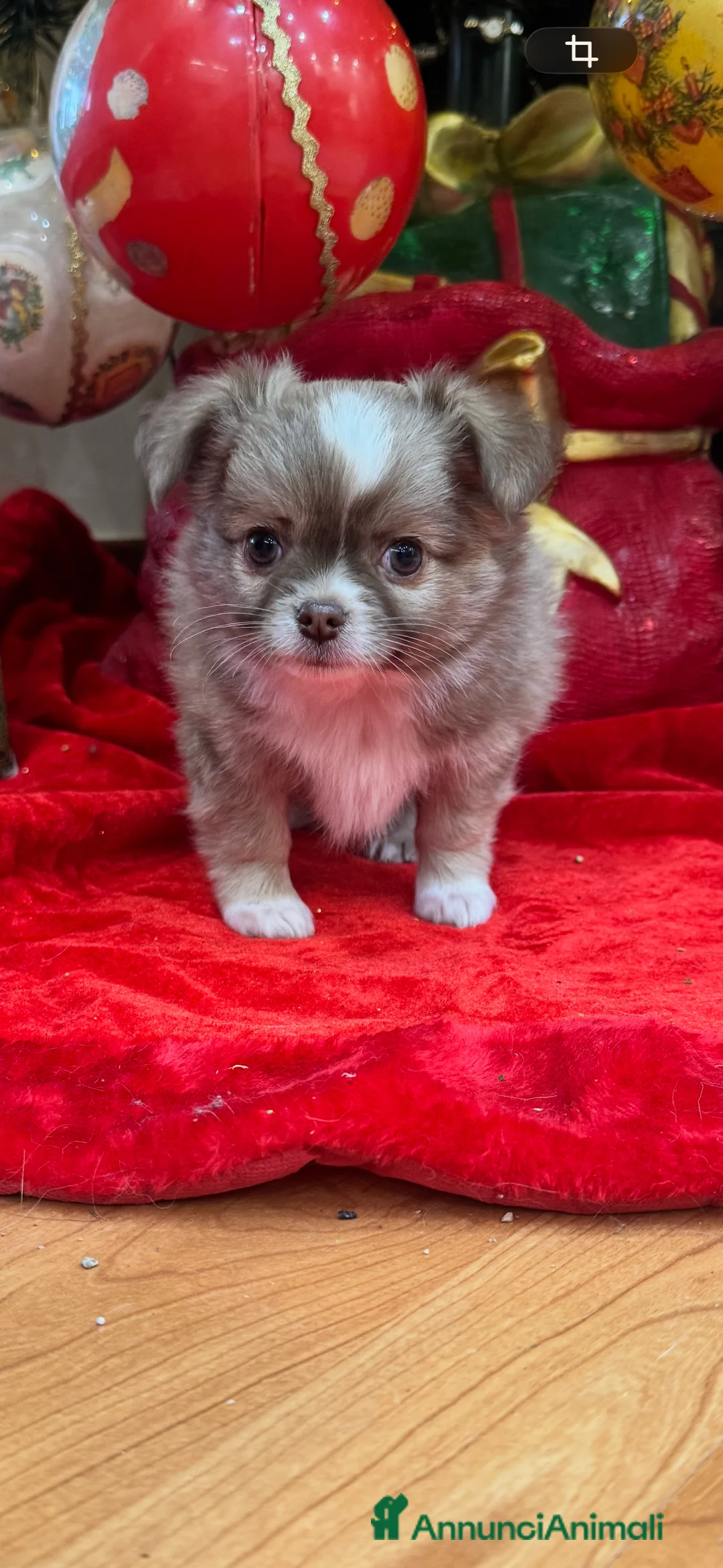 Chihuahua cani in vendita: Cuccioli chihuahua pelo lungo - Annuncio 3