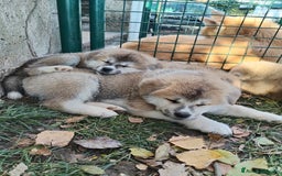 Akita Inu cani in vendita: CUCCIOLI DI AKITA - MONZA/BRIANZA E COMO a Province of Como - Immagine 6