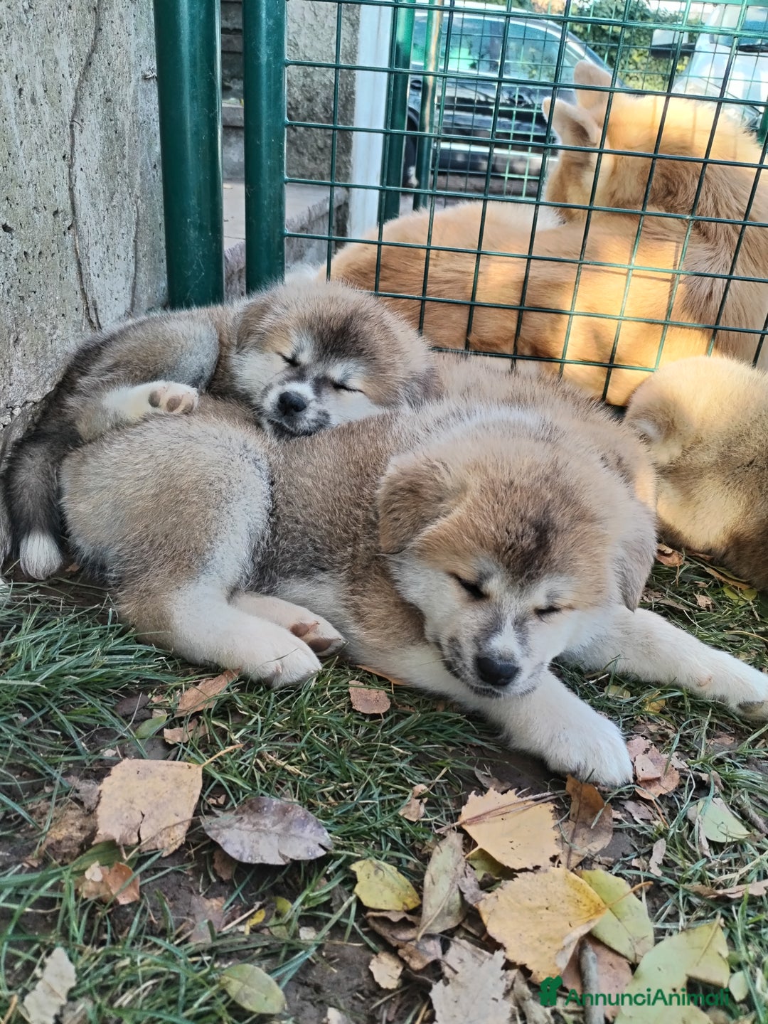 Akita Inu cani in vendita: CUCCIOLI DI AKITA - MONZA/BRIANZA E COMO a Province of Como - Immagine 6