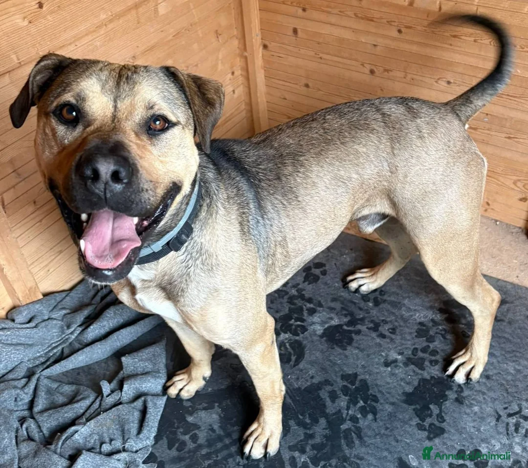 Meticcio cani in regalo: Bobby, fedele e affettuoso, aspetta solo te a Provincia di Padova - Annuncio 2