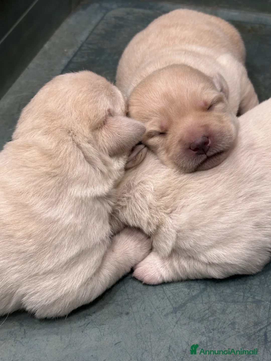 Labrador cani in vendita: Splendidi Cuccioli di Labrador - Annuncio 7