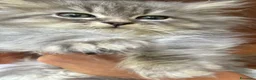 Siberiano gatti in vendita: cucciole di siberiano con pedigree - Annuncio 10