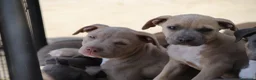 Pitbull cani in vendita: Cuccioli Pit Bull pronta consegna anche a rate - Annuncio 17