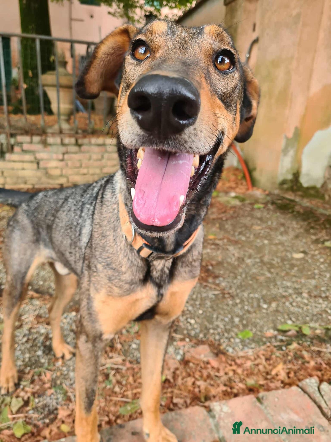 Dobermann cani in regalo: ARTU', magnifico mix DOBERMANN - Annuncio 5